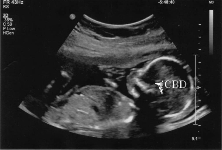 Image showcasing the various uses of ultrasound in diagnostic medicine.